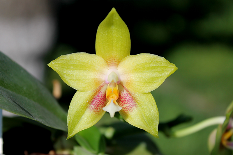 Phalaenopsis Zheng Min Muscadine x Tying Shin Fly Eagle.jpg