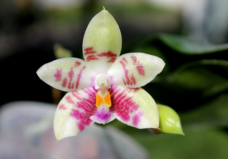 Phalaenopsis ((Hos Kungfong Glory x (violacea -rofino) x Tsays (violacea -rofino) x Tsays Evergreen ) x Dragon Tree Eagle) x tetraspis c-1.jpg