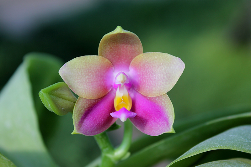 Phalaenopsis bellina '#20' x Joshua Irwin Ginsberg 'Su Weay'.jpg