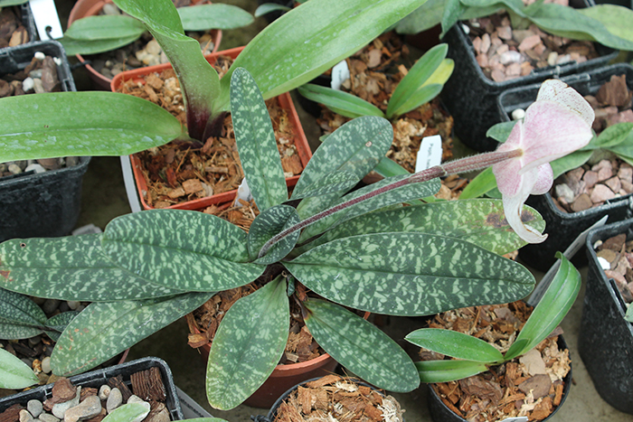 Paphiopedilum niveum x vietnamense.jpg
