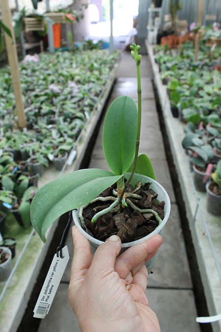 Doritis pulcherrima var yellow x Phalaenopsis bellina.jpg
