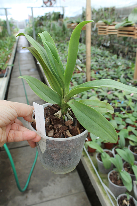 Doritis pulcherrima coerulea aquinii.jpg