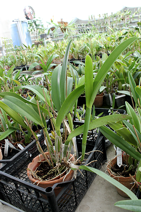Cattleya Harold 'alba' (gaskelliana x warscewiczii).jpg