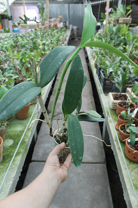 Cattleya Chian-Tzy Loddisong 'Summer Beauty'.jpg