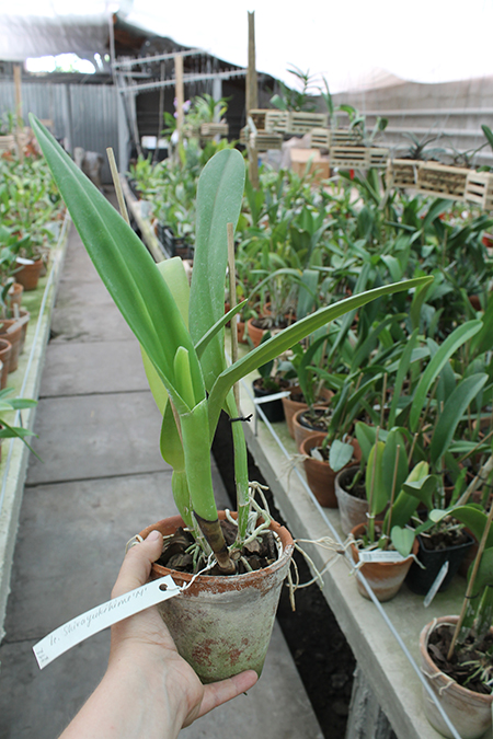 Laeliocattleya Shirayukihime 'M' (Tokyo Magic x Mildred Rives).jpg