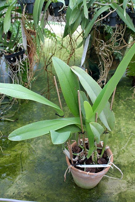 Brassolaeliocattleya Hsinying Home Run 'Ching Hua'.jpg