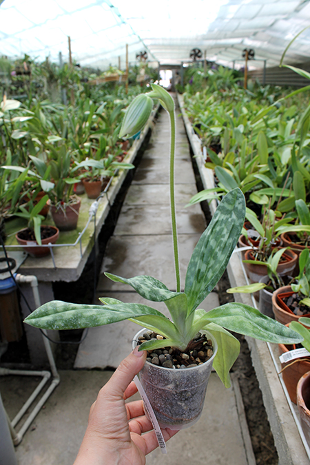 Paphiopedilum Maudiae alba.jpg