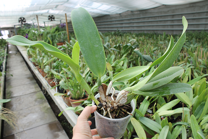Cattleya warneri semi alba 'Pedra Azul' x Cattleya warneri semi alba.jpg