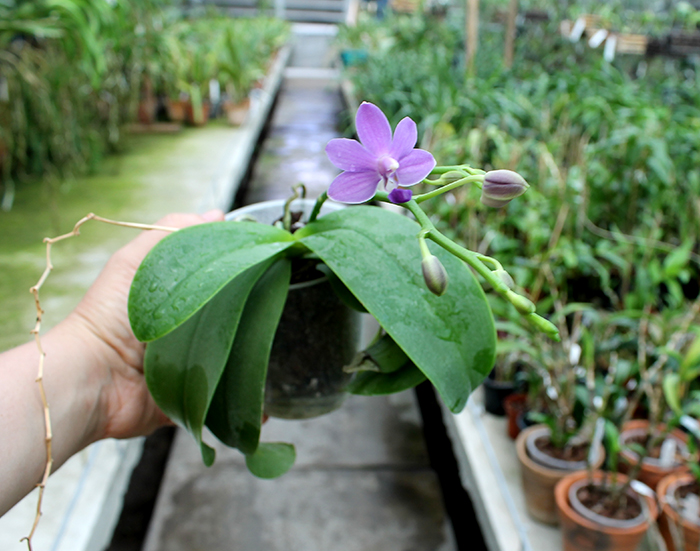 Doritaenopsis Purple Martin.jpg