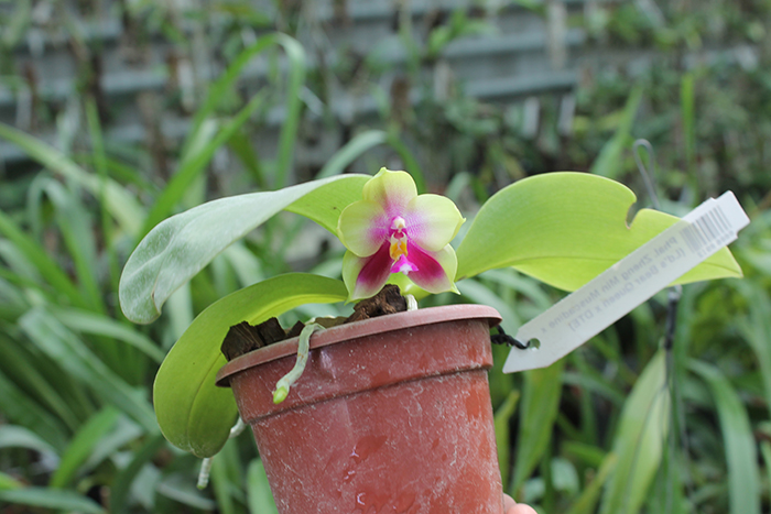 Phalaenopsis Zheng Min Muscadine x (Ld's Bear Queen x DTE).jpg