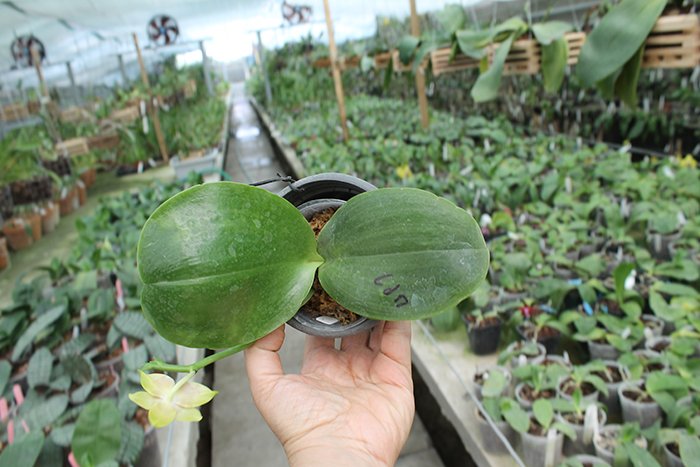Phalaenopsis Lyndon Reflex x LD's Bear King.jpg