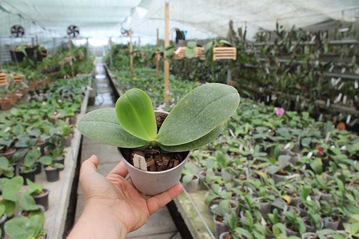 Phalaenopsis bellina 'Red Apple' x bellina.jpg