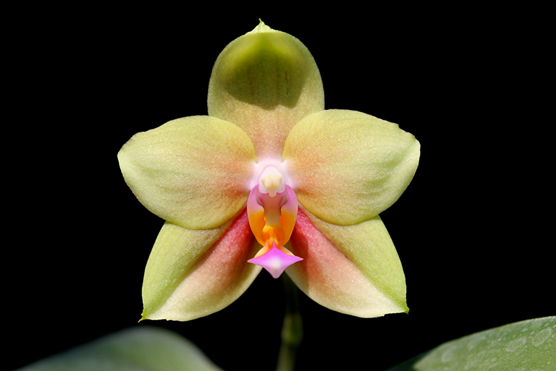 Phalaenopsis Lioulin Moon x bellina blue.jpg