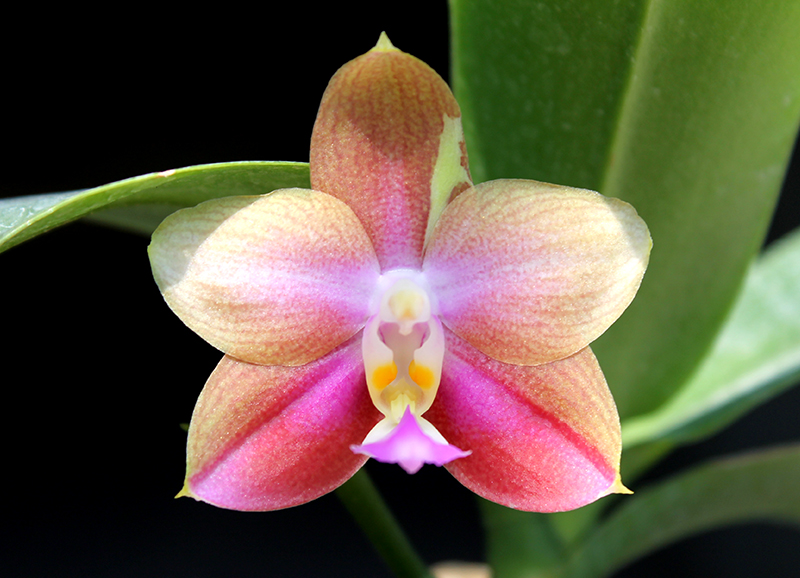 Phalaenopsis Tzu Chiang Chrisna x Phalaenopsis LD's Bear Queen.jpg