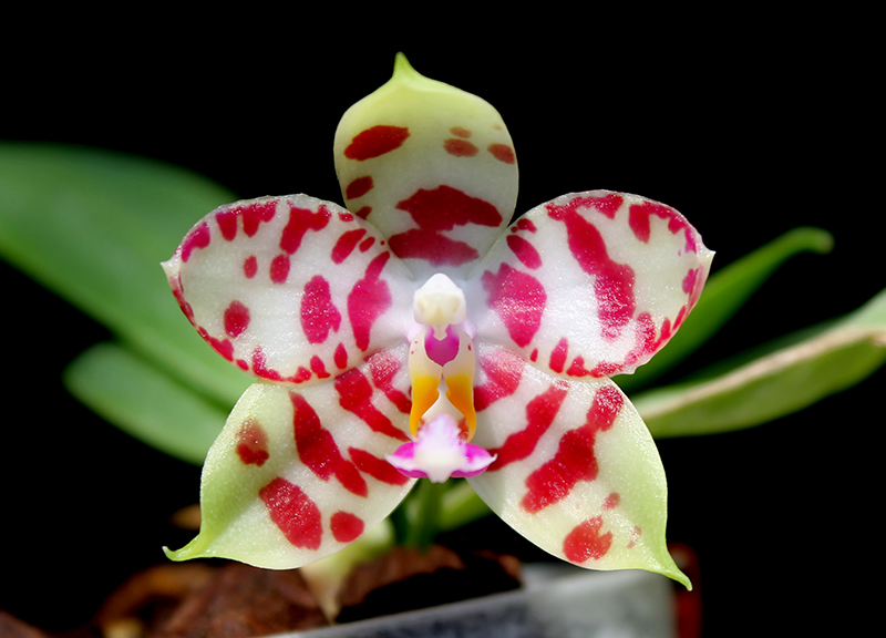 Phalaenopsis KS Super Zebra.jpg