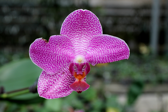 Phalaenopsis (Mituo Sun x Ching Her Buddha) x Mituo Sun.jpg