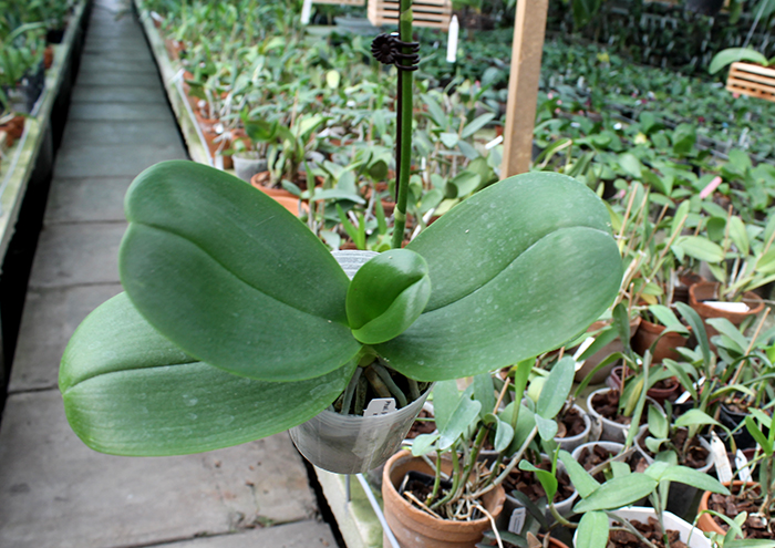 митуо фаленопсис.jpg