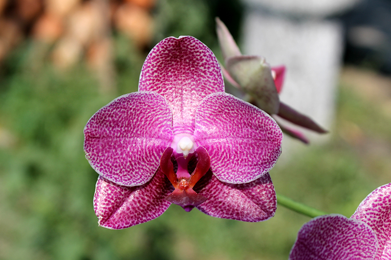 Phalaenopsis (Mituo Sun x Ching Her Buddha) x Mituo Sun.jpg