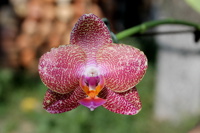 Phalaenopsis Yaphon Sir x Mituo Sun.jpg