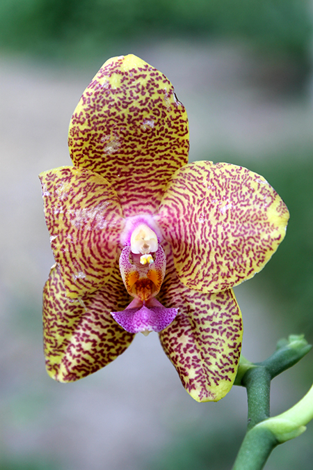 Phalaenopsis Mituo King.jpg