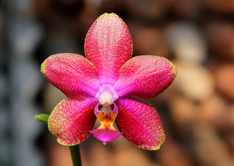 Phalaenopsis Zheng Min Falcon.jpg