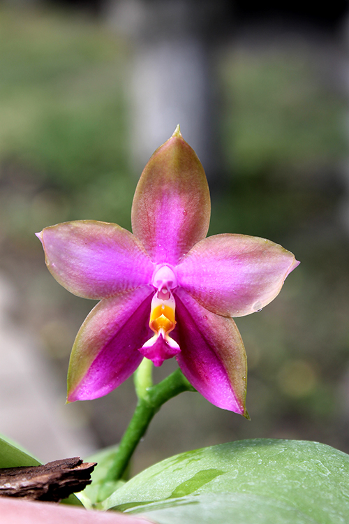 Phalaenopsis I-Hsin George - bellina x Dragon Tree Eagle.jpg