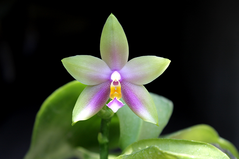 Phalaenopsis LDs Bear Queen x violacea blue 'Big'.jpg