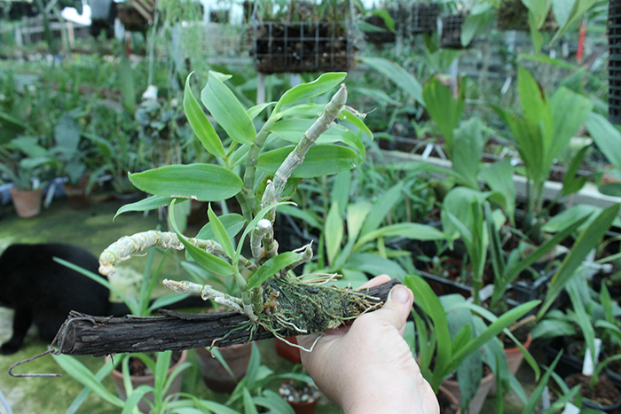 Dendrobium cretaceum.jpg