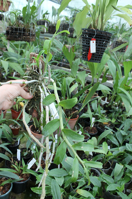 Dendrobium anosmum.jpg