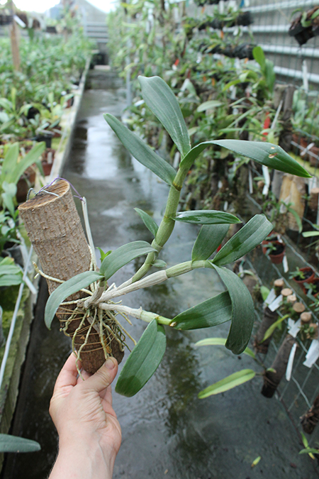 Dendrobium Valentine.jpg