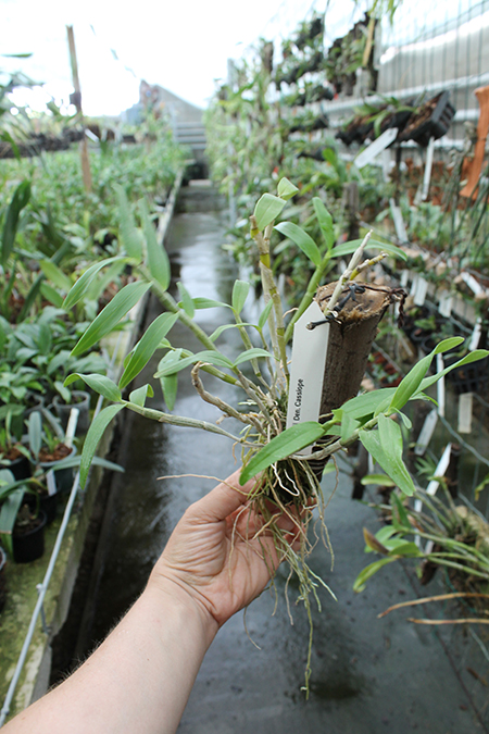 Dendrobium Cassiope.jpg