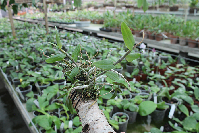 Dendrobium aphyllum.jpg