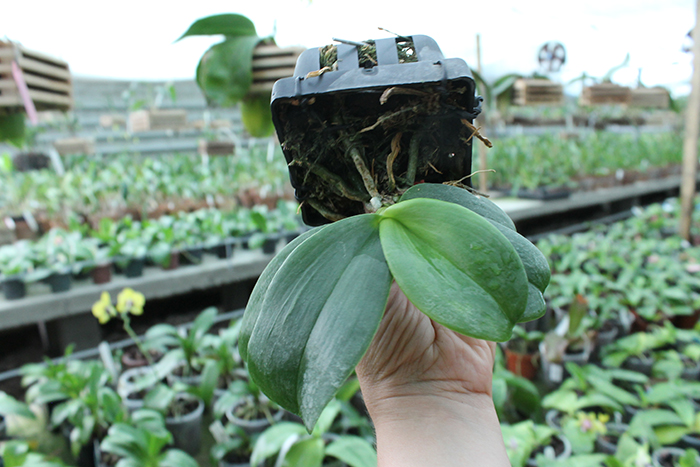 Phalaenopsis Auspice Knight 'Malayan'.jpg