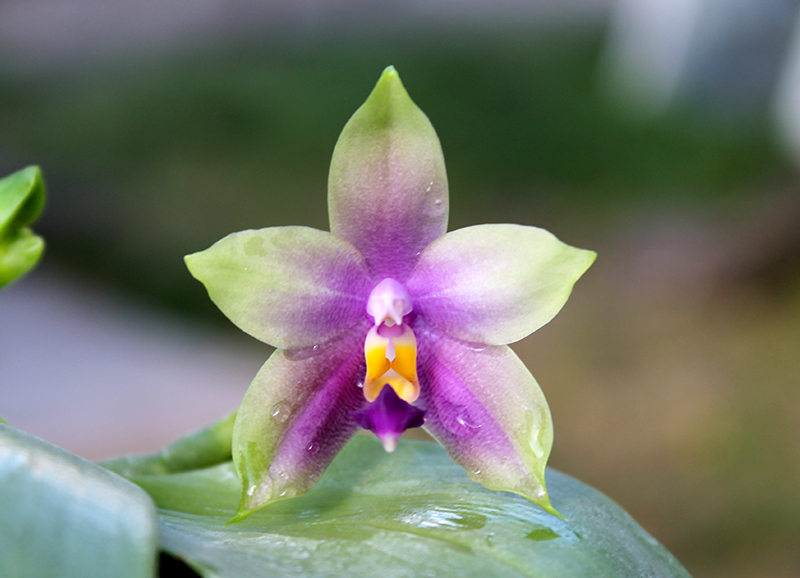 Phalaenopsis LDs Bear Queen x violacea blue 'Big'.jpg