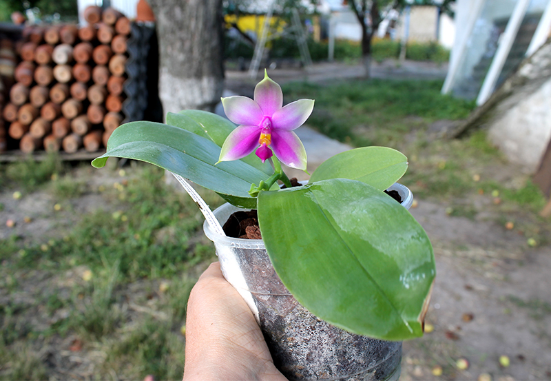 Phalaenopsis Samera.jpg