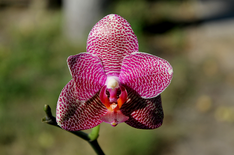 Phalaenopsis (Mituo Sun x Ching Her Buddha) x Mituo Sun.jpg