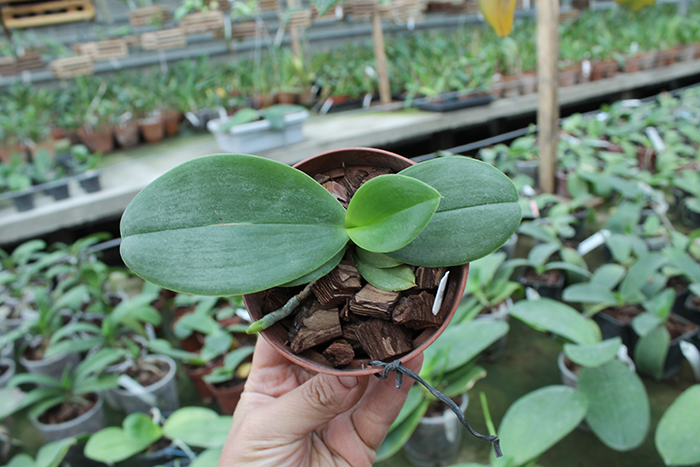 Phalaenopsis Natasha 'Auspice'.jpg