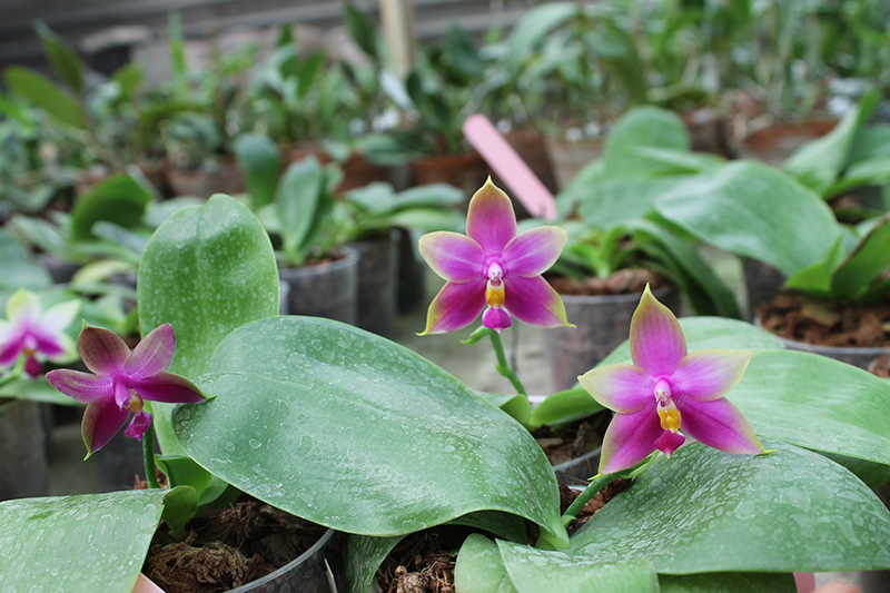 Phalaenopsis LD's Bear Queen x violacea blue.jpg
