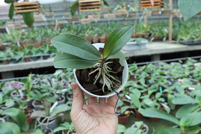 Phalaenopsis San Shia Appendo.jpg