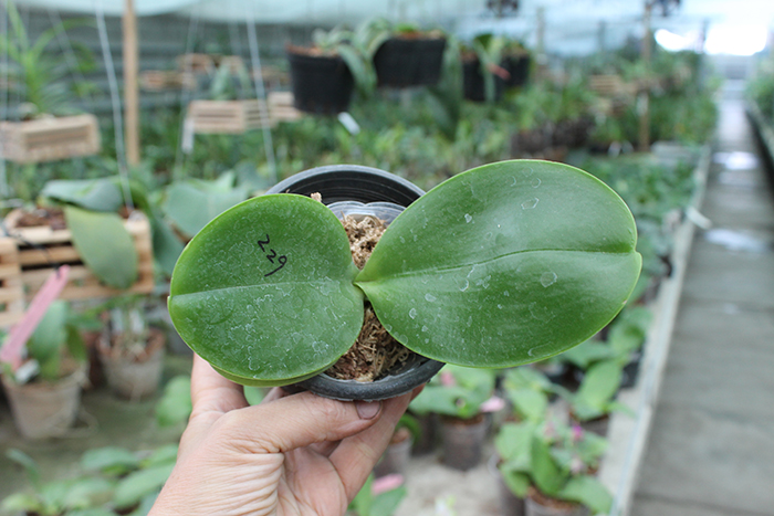 Phalaenopsis Sogo Pony x (Hymen x Sogo Kaiulani).jpg