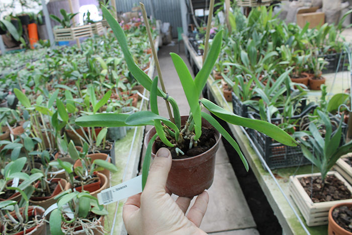 Laelia fidelensis.jpg