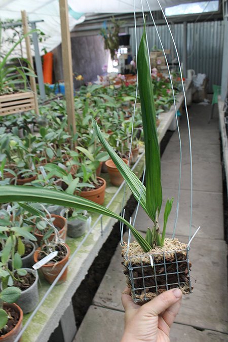 Coryanthes macrantha 'KS' x self.jpg