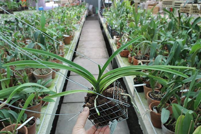 Neostylis Lou Snearly.jpg