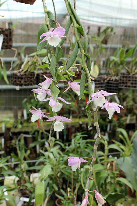 Dendrobium pierardii x loddigesii.jpg