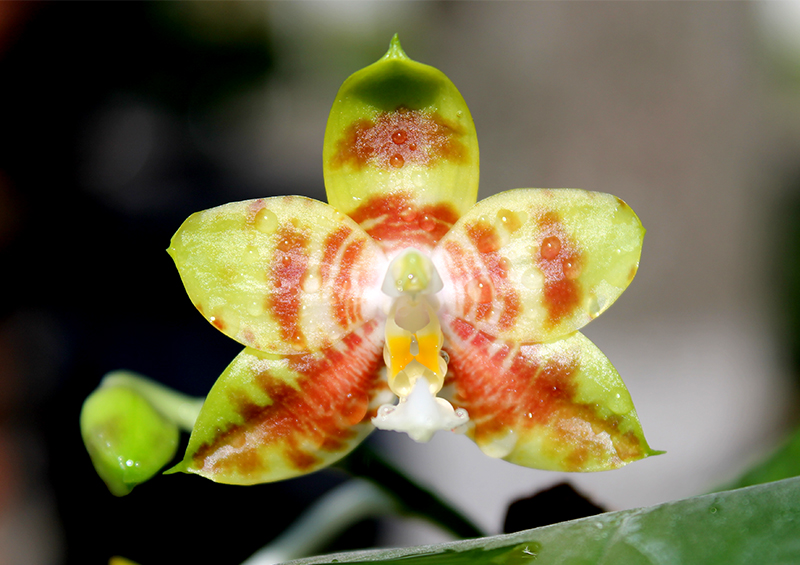 Phalaenopsis Chang Yi Green Giant x Yaphon Godboy.jpg