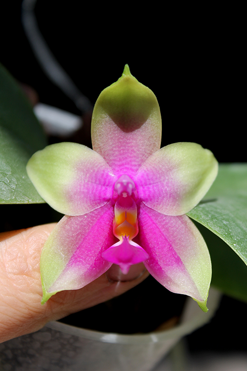 Phalaenopsis KS Happy Eagle #3 x bellina blue.jpg