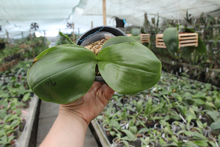 Phalaenopsis LD Purple Bear x bellina.jpg