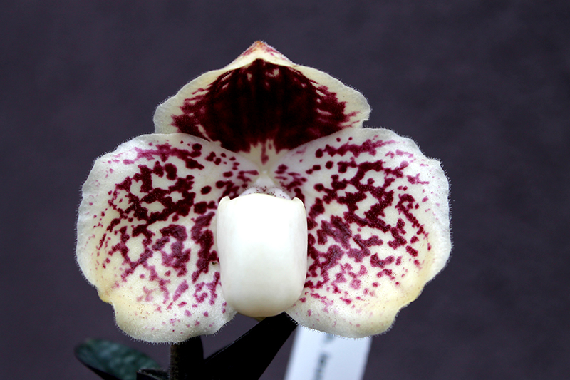 Paphiopedilum leucochilum.jpg
