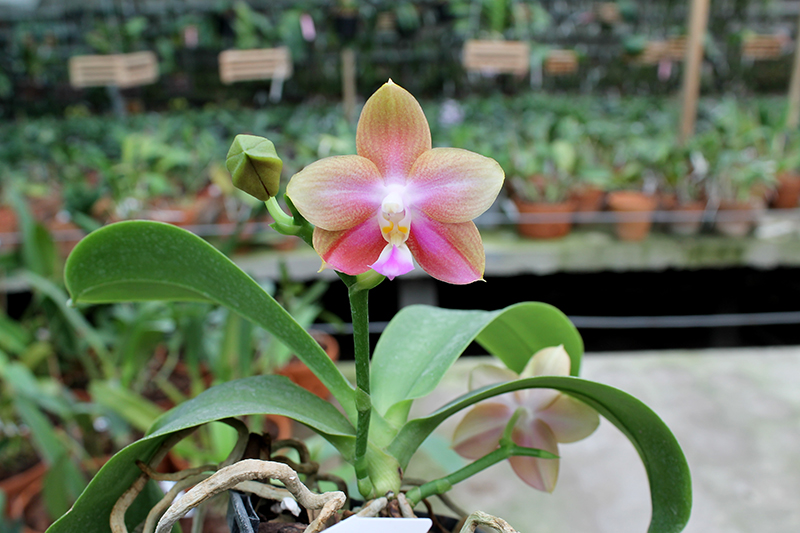 Phalaenopsis Tzu Chiang Chrisna x Phalaenopsis LD's Bear Queen.jpg