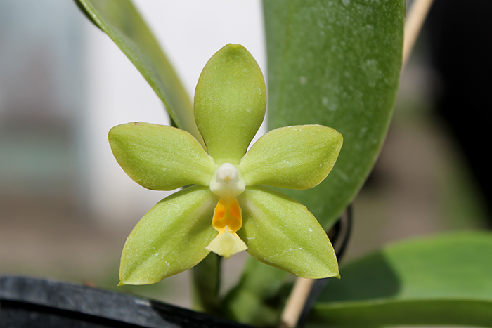 Phalaenopsis (Tzu Chiang Litlitz-micholtzii) '#1' x Joy Dreamy Jade '#7'.jpg